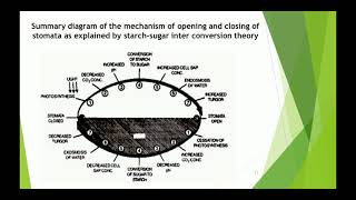 Video 1 Theories Of Stomatal Movement [upl. by Olim]