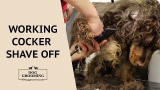 Working Cocker Spaniel Dog Grooming  Shave Off  Monster Matts  K9 Dog Groomers [upl. by Regen46]