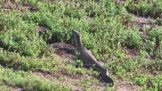 Nile Monitor Lizard swimming across the lake and going ashore [upl. by Hedelman770]