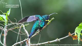 Stunning Footage of the Rediscovered Santa Marta Sabrewing [upl. by Telimay]