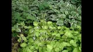 WISCONSIN SHADE GARDEN TOUR  WOODLAND [upl. by Aikemet]