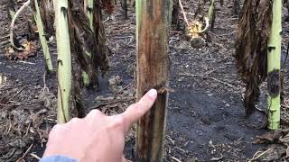 Nuseed US amp Canada  Phomopsis vs Phoma in Sunflowers [upl. by Sucam]