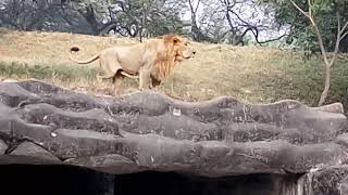 Asiatic lions roar at Delhi Zoo [upl. by Maryl]