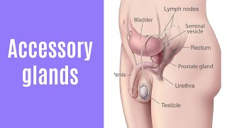 Seminal vesicles function  prostrate function  Accessory glands in male reproductive system [upl. by Isabella697]