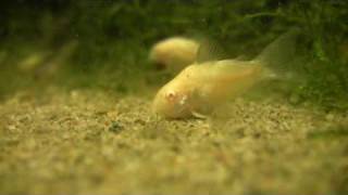 Corydoras aeneus The albino cory [upl. by Pelpel]