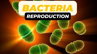 Reproduction in Bacteria [upl. by Zeugirdor]