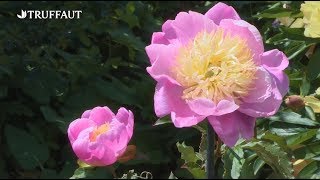 Comment multiplier les pivoines herbacées   Truffaut [upl. by Mauve]