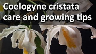 Coelogyne cristata care and growing tips [upl. by Ivonne]