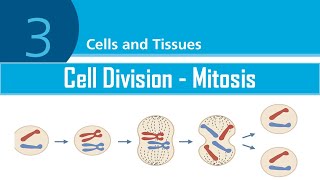 LESSON 6  Cell Division MitosisProtein Synthesis  FIS1601 [upl. by Ennovyhs430]