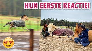 DE PAARDEN KOMEN NAAR HUIS en ALLES LATEN ZIEN  felinehoi VLOG 542 [upl. by Atnod632]