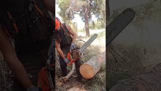 Put It In 🔥 lumberjack asmr chainsaws husqvarna [upl. by Yenhoj]