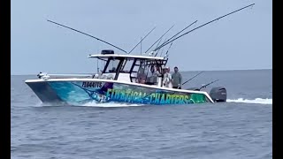 Wahoo  Mahi mahi  FAD fishing Destin Florida  Invincible 33 catamaran [upl. by Jak]