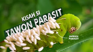 Bagaimana Tawon Parasit Ini Menjadi Penyelamat Manusia  Parasitoid Wasps [upl. by Gardell]