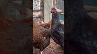 P10 TROIS Business rentables en Afrique pouletgoliath aviculture afrique benin niger poussins [upl. by Boehmer]