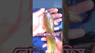 NarailKantho Fish Catch দেশি মাছ। [upl. by Cand369]