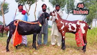 NEW World Record Goat With 46 Inches Hieght [upl. by Ioves]