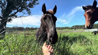 Kawela Ranch Honokaa Hawaii Mares and foals [upl. by Ailero]