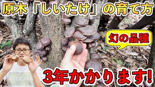 【脅威の120万菌】原木シイタケの生産者が教える「椎茸の育て方」！そして一生分のしいたけをもらってきた！ [upl. by Cattima]