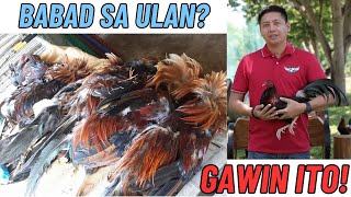 Manok Na Babad Sa Ulan GAWIN ITO [upl. by Bertsche]