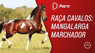 RAÇA CAVALOS MANGALARGA MARCHADOR [upl. by Sampson879]