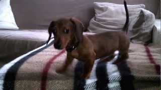 Cute puppy sausage dog on Sofa [upl. by Macfadyn]