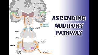 ASCENDING AUDITORY PATHWAY [upl. by Peti]