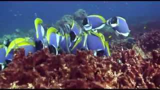 Blue Tang Surgeonfish Acanthurus coeruleus [upl. by Benildis748]