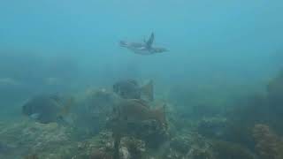 Galapagos Penguin swimming in the ocean [upl. by Aikemet]