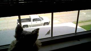 Wilma The Schnauzer Vs The Bird [upl. by Conley]