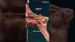 How Do We Hear  Hearing Mechanism 🔉👂🏻 [upl. by Ynneh]