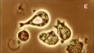 Les globules blancs ou leucocyte en action Extrait de lIncroyable Corps Humain 0min43 [upl. by Nightingale484]