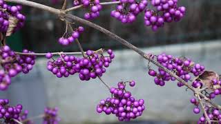 1 minuut natuur callicarpa [upl. by Rosabel]