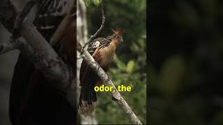 Discovering the Mysteries of the Hoatzin A Short Documentary [upl. by Toole770]