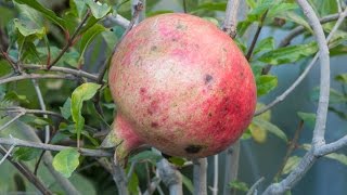 Growing Pomegranates in Containers [upl. by Aicatsue]