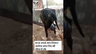 गाय ब्याने का द्वितीय चरण  2nd stage of parturition in cow  पशु पालन profGNP [upl. by Aida595]