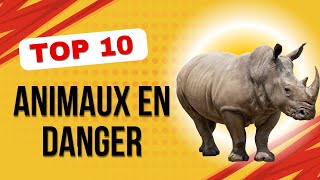 Top 10 Animaux en Danger  Espèces Menacées à Protéger [upl. by Sonaj]