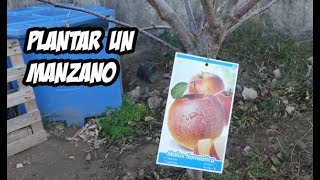 CÓMO PLANTAR UN MANZANO en el Huerto o Jardín 🍎  La Huerta de Ivan [upl. by Phillada591]