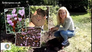 How to grow Cyclamen bulbstubers  FarmerGracycouk [upl. by Eneryc]