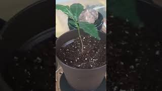 Arabica coffee plant repot 100subscribers thankyou likeandsubscribe plants coffee metal [upl. by Erbua]