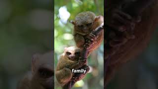 Meet the Worlds Smallest Primate The Indonesian Tarsier exploreindonesia indonesia tarsier [upl. by Cornia]