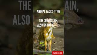 Chevrotain or MouseDeer Facts in Under 1 Minute  BiteSized Wildlife Knowledge 🦌🌿 [upl. by Ateerys]