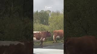 Kodiak cows alaskan nature alaska funny [upl. by Stinky]