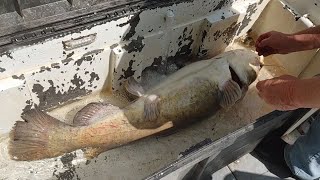 Prespawn Flathead Catfish on Trotlines Big Fish in the Boat [upl. by Asreht]