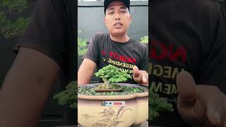 SANCANG SITTO bonsai bonsaisancang sancangmame sito shorts shortvideo viralvideo [upl. by Yeblehs485]