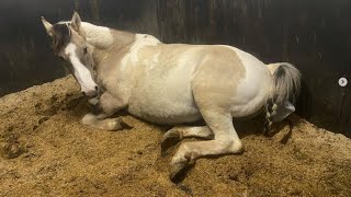 Live Foal Birth First Time Mother Gives Birth Unassisted [upl. by Sokil]