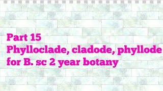 Part 15 Phylloclade cladode phyllode B sc 2 year botany [upl. by Ruella]