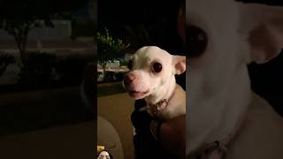 mreviatar pitbull dog humor chihuahua [upl. by Adnalue]