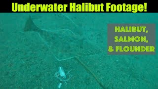 Underwater Halibut Footage  Halibut Salmon amp Flounder Alaskan Halibut Fishing  Juneau Alaska [upl. by Cord]