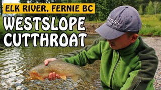 Drifting amp Fly Fishing for Westslope Cutthroat Trout on the Elk River Fernie BC  Fishing with Rod [upl. by Wolgast183]