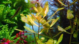 Planted Aquarium  Light [upl. by Winola974]